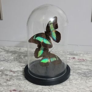 Glass bell with Prepona Amphimachus Butterfly